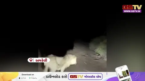 VIDEO : અમરેલીમાં સિંહોની હાલત શ્વાન જેવી? ક્રૂરતાપૂર્વક કાર દોડાવી પજવણી કરતા તત્ત્વો સામે વનપ્રેમીઓમાં રોષ