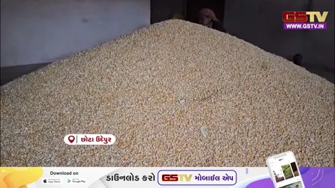VIDEO: છોટાઉદેપુરમાં ટેકાના ભાવે ખરીદી શરૂ ન કરાતા ખેડૂતોમાં રોષ, પુરવઠા વિભાગ કરી રહ્યો છે ગલ્લાંતલ્લાં