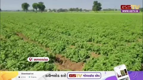 VIDEO/ સાબરકાંઠાના બટાકા પકવતા ખેડૂતો પાયમાલ: કંપનીઓએ માલ ઉપાડી લીધો પણ પેમેન્ટમાં ઠાગાઠૈયા