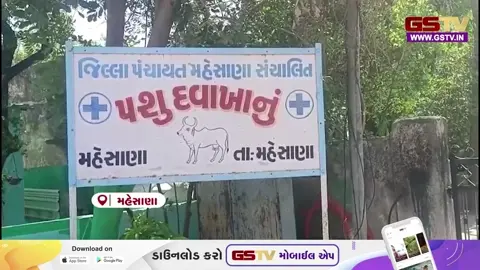 VIDEO : મહેસાણામાં પશુઓને અપાતી હતી એક્સપાયર દવાઓ? સરકારી પશુ કેન્દ્રમાં શંકાસ્પદ દવાઓ મળતા પોલીસ દોડી