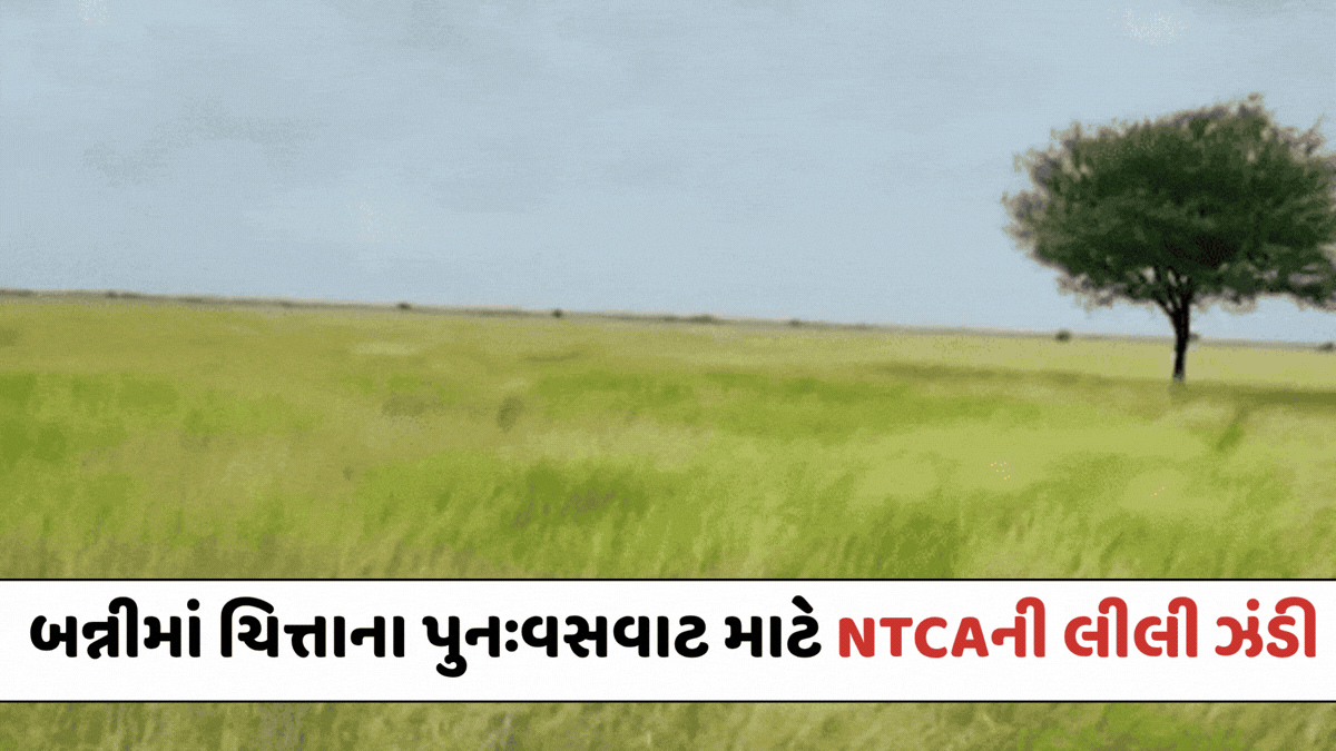 VIDEO: Kutchના બન્નીમાં ચિત્તાના પુનઃવસવાટને NTCAની લીલી ઝંડી: કેન્યાથી 4 ચિત્તા લાવવામાં આવશે
