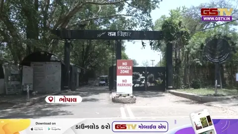 VIDEO: કાળઝાળ ગરમી વચ્ચે ભોપાલના વન વિહારમાં વન્યજીવો માટે ઠંડકની વ્યવસ્થા; વાઘ-સિંહને ગરમીથી બચાવવા કુલર અને ફોગર સિસ્ટમ લગાવાઈ