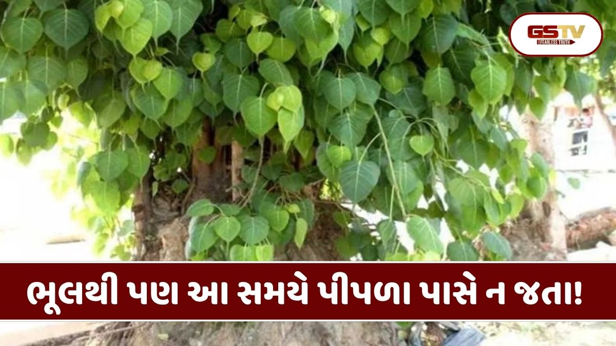 Religion : પીપળાના ઝાડને કેમ માનવામાં આવે છે ગરીબીની દેવીનું નિવાસસ્થાન? જાણો તેની પાછળનું પૌરાણિક રહસ્ય