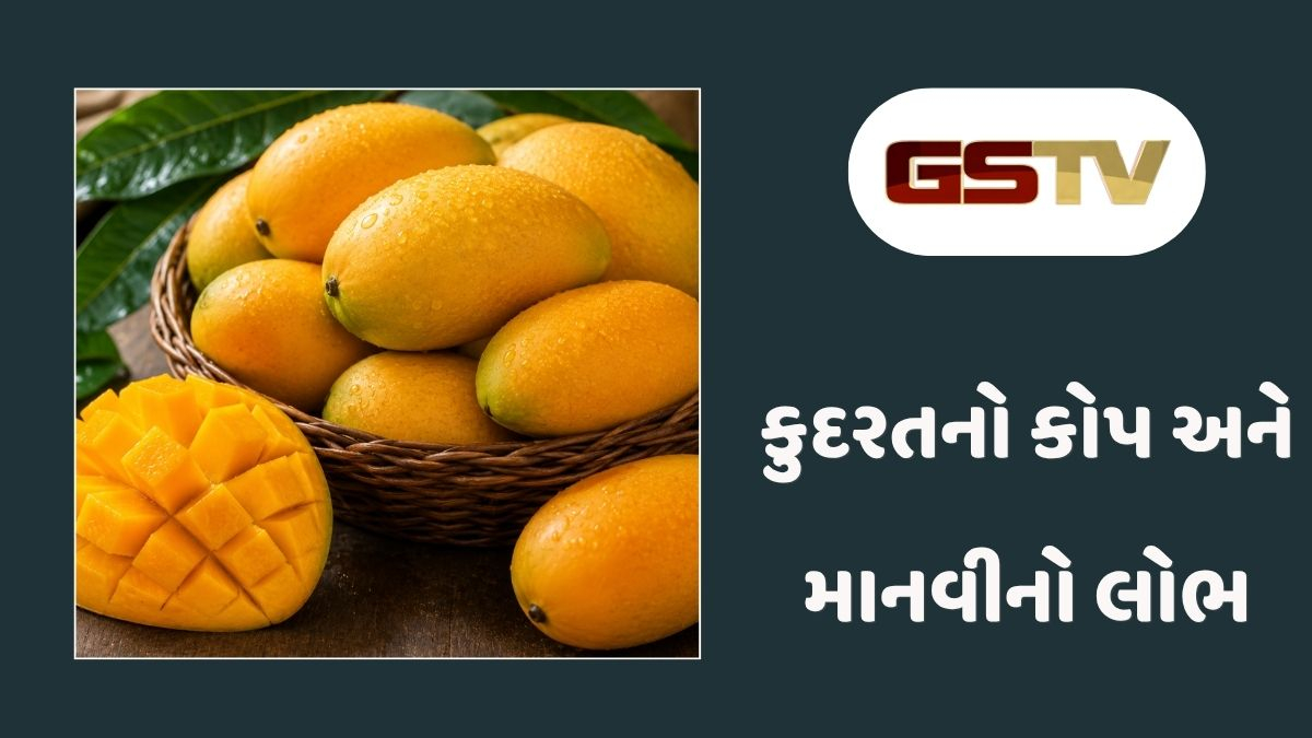 Ravi Purti: કેરીના રસિયાઓ માટે માઠા સમાચાર: કુદરતી થપાટ અને અતિશય લોભે હાફૂસ કેરીના પાકને પહોંચાડ્યું મોટું નુકસાન