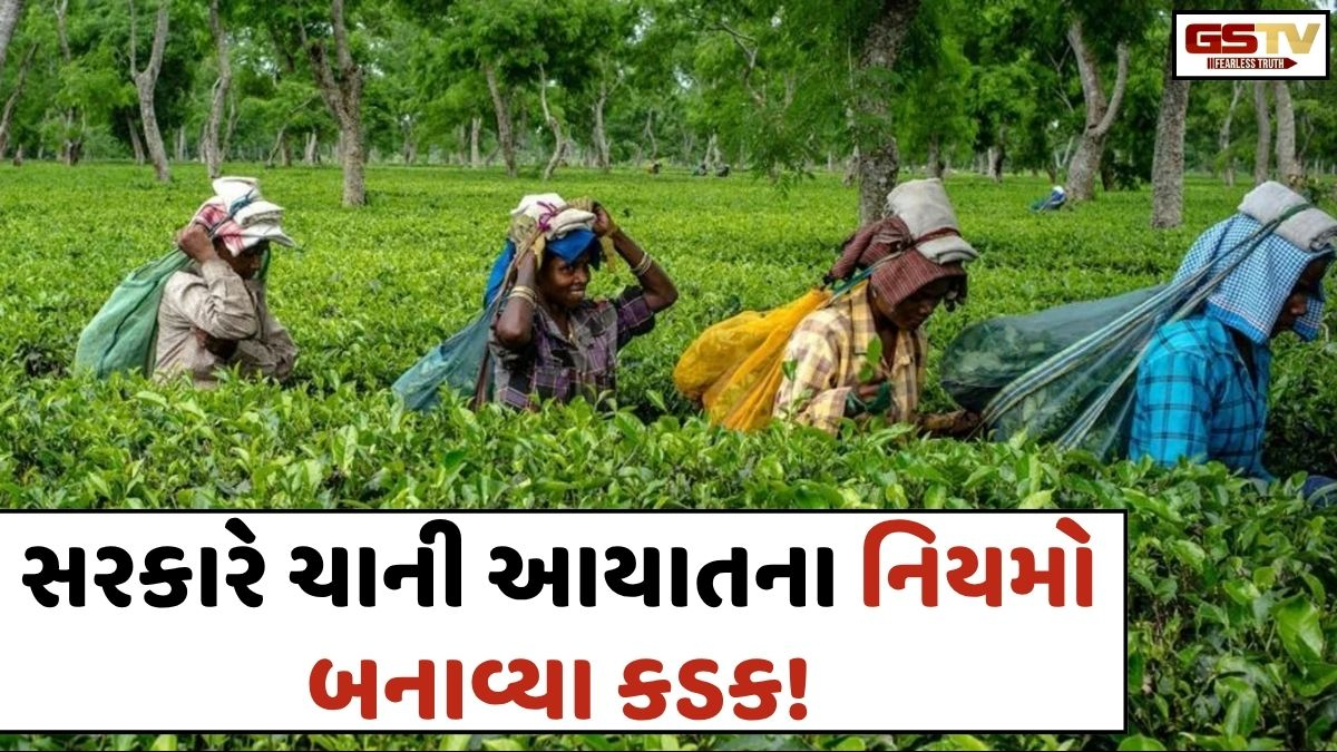Business Plus: દેશમાં ચા ઉત્પાદનમાં પીછેહટ વચ્ચે આયાતના નિયમો પણ કડક બનાવાયા
