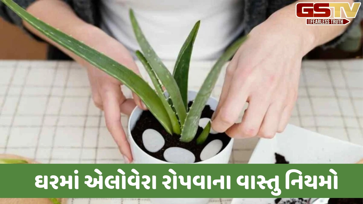 એલોવેરા રોપવા માટેના વાસ્તુ નિયમો, સુખ અને સમૃદ્ધિ માટે અનુસરો આ સરળ ટિપ્સ