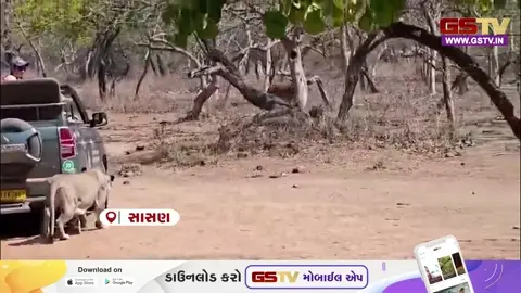 VIDEO : ગીરના જંગલમાં સિંહો દ્વારા ગાયનો લાઈવ શિકાર કરવાના દ્રશ્યો સામે આવ્યા, સોશિયલ મીડિયામાં ભારે ચર્ચા