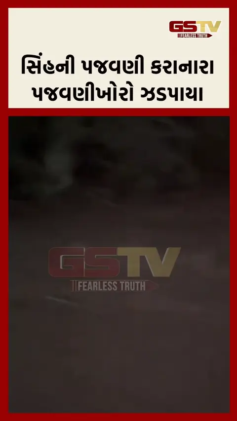 સિંહની પજવણી કરનાર 2 શખ્સોની વનવિભાગે કરી ધરપકડ