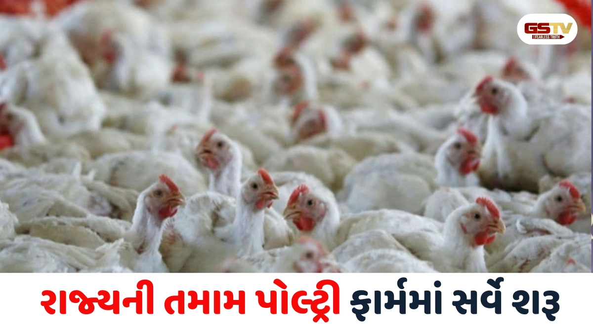 શું ગુજરાત પર બર્ડ ફ્લૂનું જોખમ? મહારાષ્ટ્રમાં કેસો સતત વધતા રાજ્ય સરકાર એલર્ટ મોડ પર