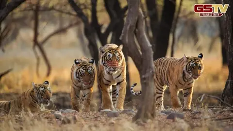 VIDEO: તમે પણ જંગલ સફારીના શોખિન છો? તો ભારતની આ રોમાંચક જગ્યાઓની મુલાકાત લેવાનો બનાવો પ્લાન