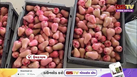 VIDEO: વલસાડમાં તાઈવાન વેરાયટીના લાલ જાંબુંનું ધૂમ વેચાણ