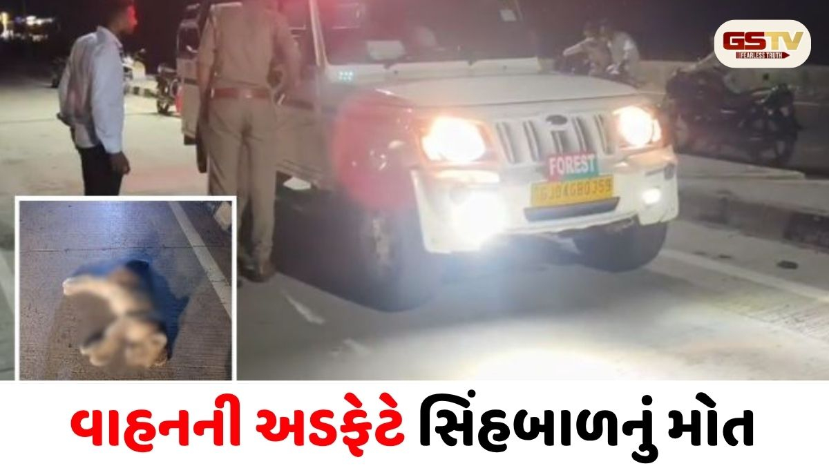 AMRELI/ રાજુલા નજીક હાઇવે પર વાહનની ટક્કરથી સિંહબાળનું ઘટનાસ્થળે મોત