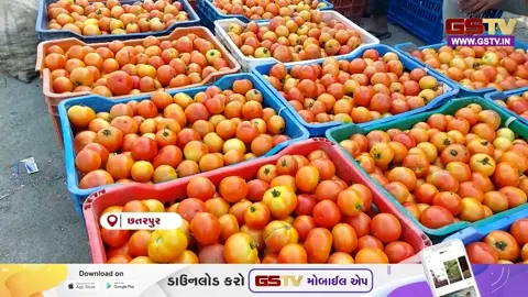 VIDEO/ છતરપુરમાં ટામેટાના પાકને ભારે નુકસાન, ભાવમાં મોટો વધારો