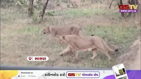 VIDEO : ગીરમાં  'ઇન્ટરનેશનલ બિગ કેટ એલાયન્સ'  મંથન, વન્યજીવ સંરક્ષણ માટે ભારત બન્યું ગ્લોબલ રોલ મોડલ