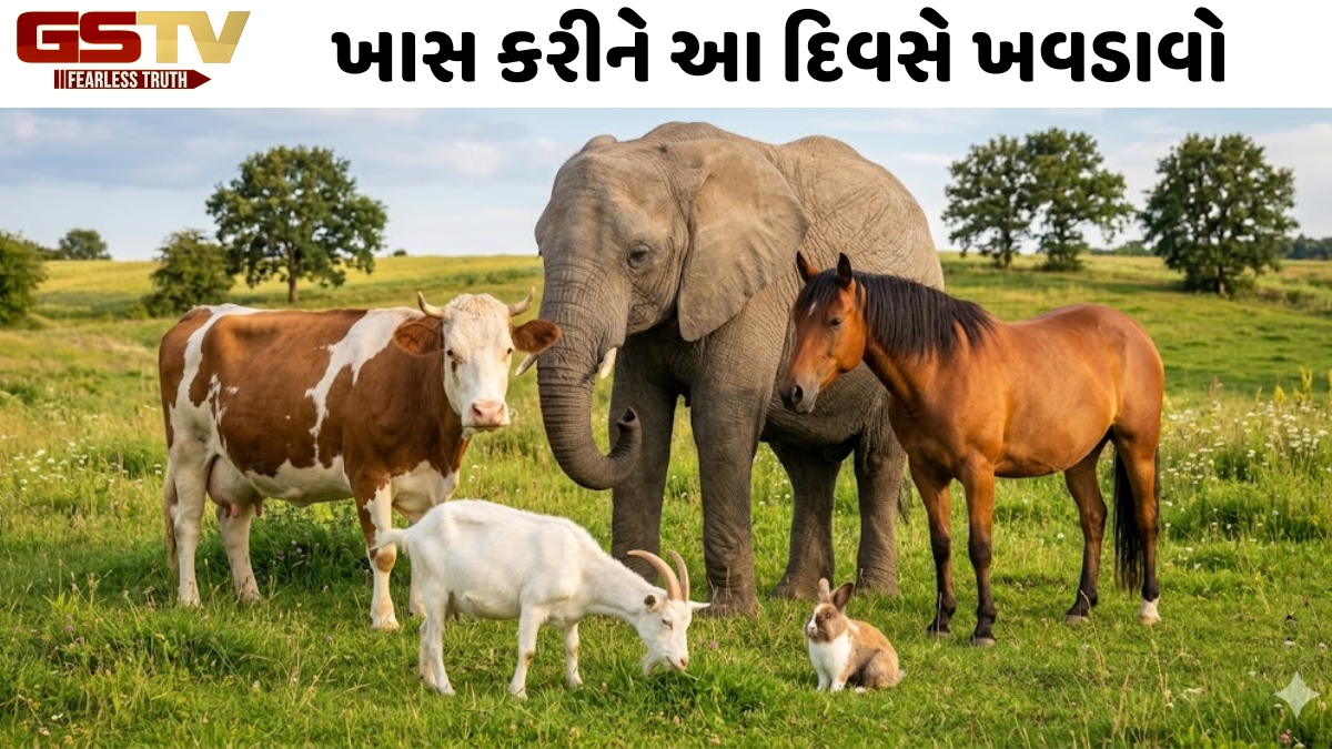 થોડી મહેનતથી બની શકો છો ધનવાન, આ પ્રાણીઓને લીલો ચારો અને શાકભાજી ખવડાવવાથી જાગૃત થશે સૂતેલું ભાગ્ય!