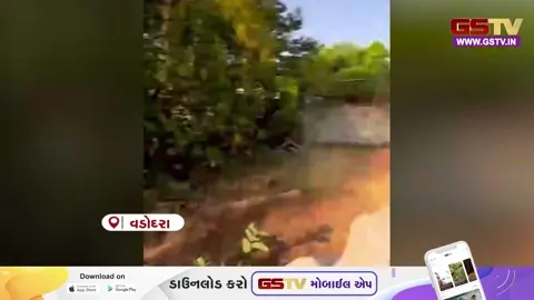 VIDEO: કમાટીબાગ પ્રાણી સંગ્રહાલયમાં દીપડાની પજવણીનો વીડિયો વાયરલ, વન્ય પ્રાણીઓની સુરક્ષા સામે સવાલ