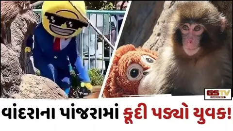 VIRAL VIDEO: વાંદરાના પાંજરામાં કૂદી પડ્યો યુવક! વીડિયો જોઈ લોકો થયા ગુસ્સે