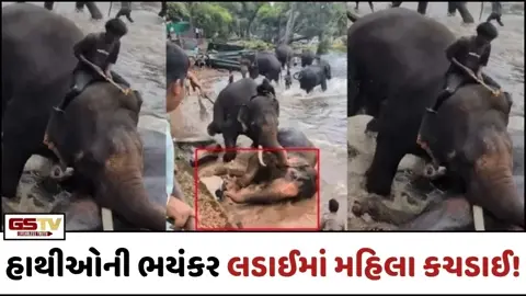 VIRAL VIDEO: 2 હાથીઓ વચ્ચેની ભયંકર લડાઈમાં મહિલા કચડાઈ