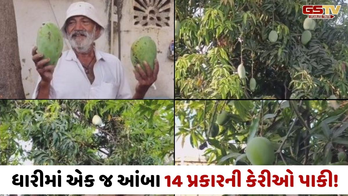 Amreli news: પ્રગતિશીલ ખેડૂતની અનોખી સિદ્ધિ, આંબાના એક જ ઝાડ પર ઉગાડી 14 જાતની કેરીઓ!