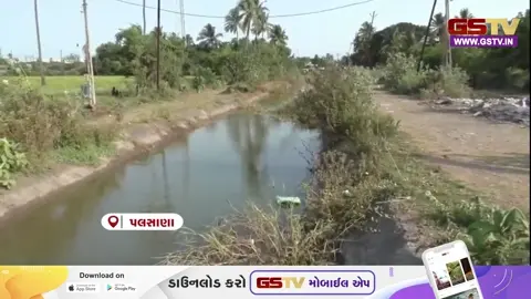 VIDEO/ કેમિકલ માફિયાઓના પાપે પલસાણાના ખેડૂતો મુશ્કેલીમાં, પાક નિષ્ફળ જવાની ભીતિ