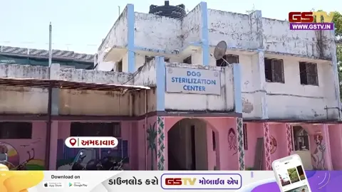 VIDEO/ અમદાવાદમાં સુપ્રીમ કોર્ટના આદેશ બાદ રખડતા શ્વાનનું ખસીકરણ અને વેક્સીનેશન