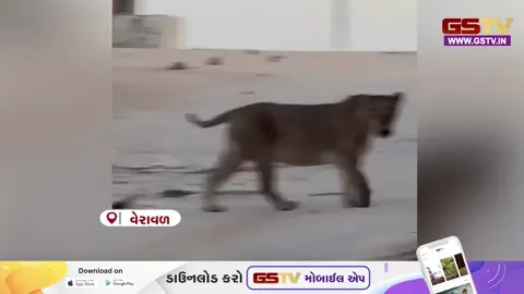 VIDEO/ વેરાવળ નજીક આદ્રી ગામે મહાકાળી મંદિરના ચોકમાં સિંહણનો શાહી અંદાજ