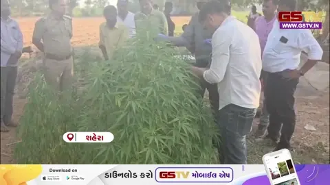 VIDEO: મોરવાહડફના ભુવર ગામે ગેરકાયદે ગાંજાના વાવેતરનો પર્દાફાશ, લાખોનો મુદ્દામાલ જપ્ત
