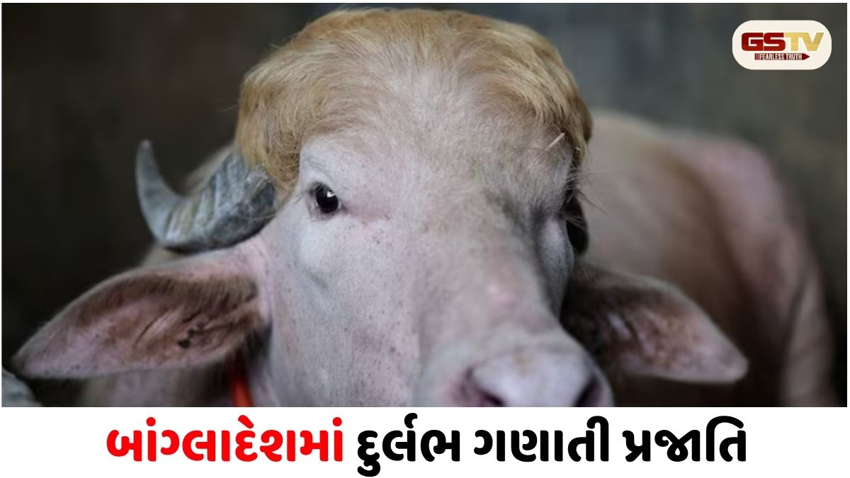 બાંગ્લાદેશમાં 'ડોનાલ્ડ ટ્રમ્પ'ની કુરબાની! અમેરિકી પ્રમુખ જેવા વાળ ધરાવતો વાયરલ પાડો ઈદ પર કપાશે
