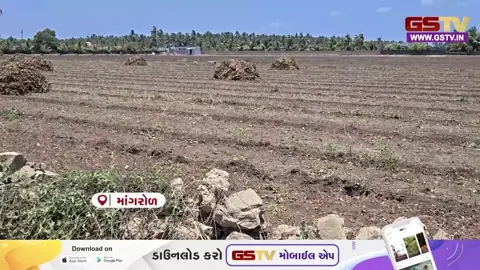 VIDEO: જૂનાગઢ / માંગરોળ પંથકમાં ડીઝલની ગંભીર અછતને કારણે ખેડૂતો મુશ્કેલીમાં મુકાયા