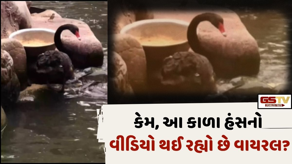 VIRAL VIDEO: જાણો, કેમ વાયરલ થઈ રહ્યો છે આ કાળા હંસનો વીડિયો!