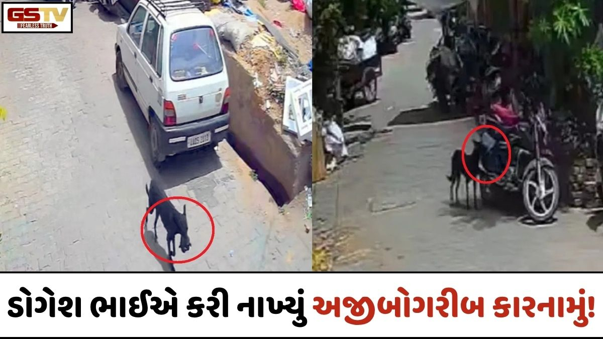 VIRAL VIDEO: અરે ... અરે! ડોગેશ ભાઈએ આ શું કરી દીધું! CCTV જોઈ લોકો રહી ગયા દંગ