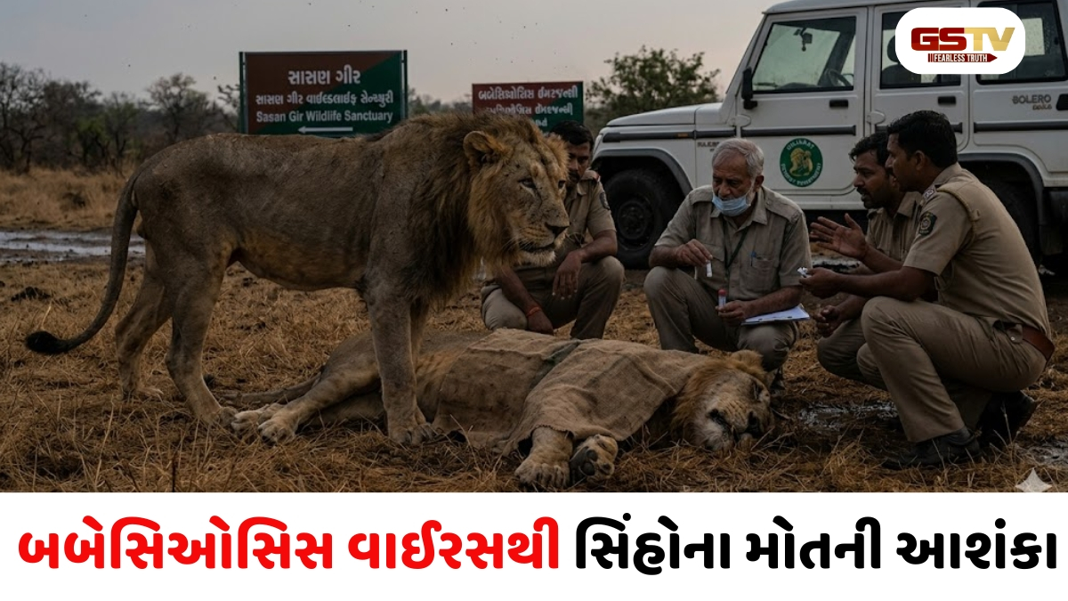 એશિયાટિક સિંહના એકમાત્ર ઘર ગણાતા ગીર જંગલમાંથી ચિંતાજનક સમાચાર સામે આવ્યા,  8 સિંહના મોતથી વનવિભાગ ચિંતામાં