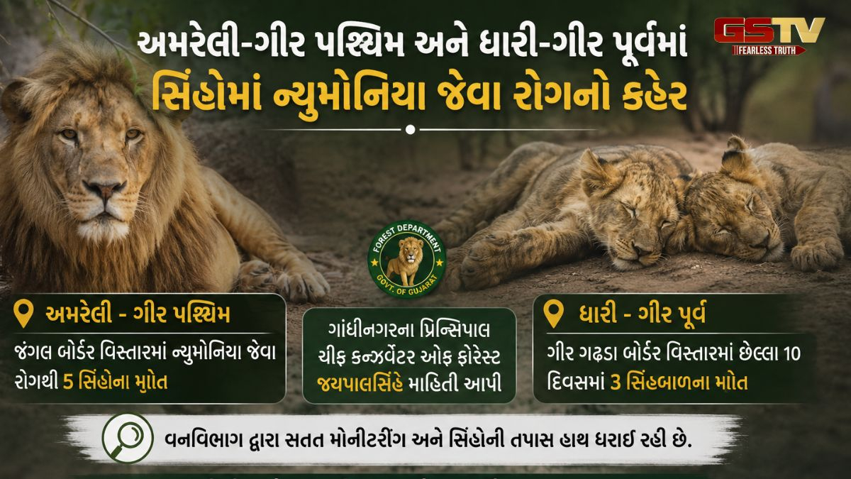 VIDEO: ગીર ગઢડામાં છેલ્લા 10 દિવસમાં 3 સિંહબાળના મોત, વનવિભાગ દ્વારા વન્ય પ્રાણીઓનું હાથ ધરાયું મોનીટરીંગ