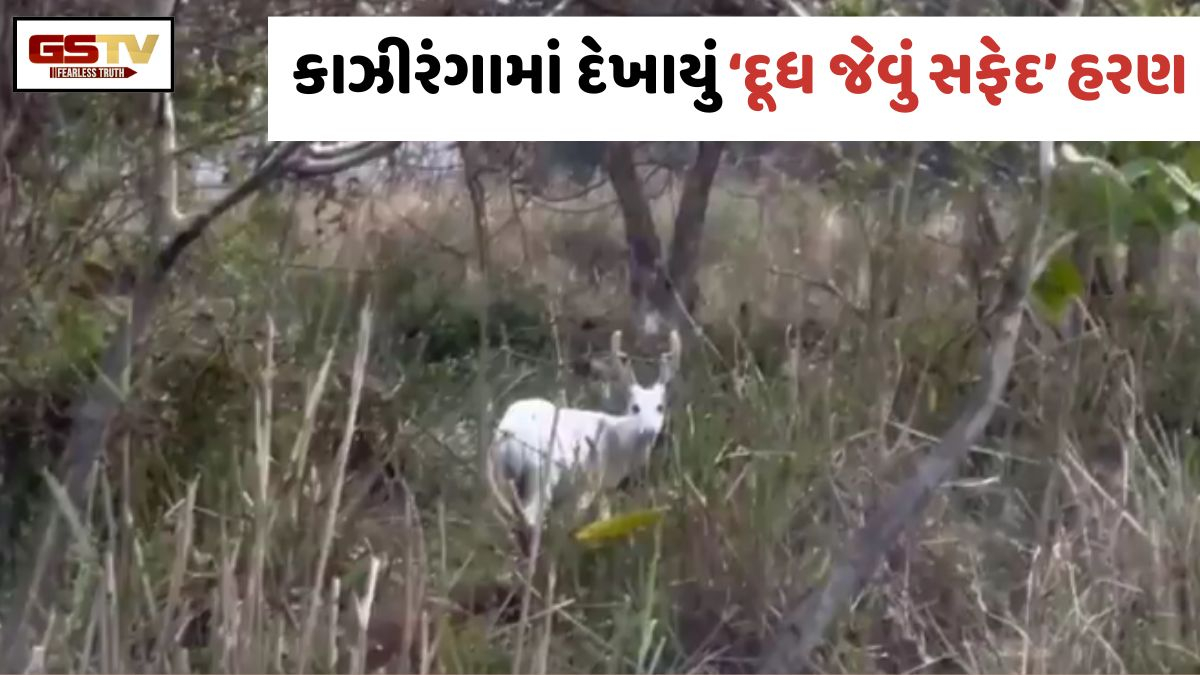 VIRAL VIDEO: આસામના જંગલમાં અદભુત નજારો; કાઝીરંગામાં દેખાયું સફેદ હોગ હરણ