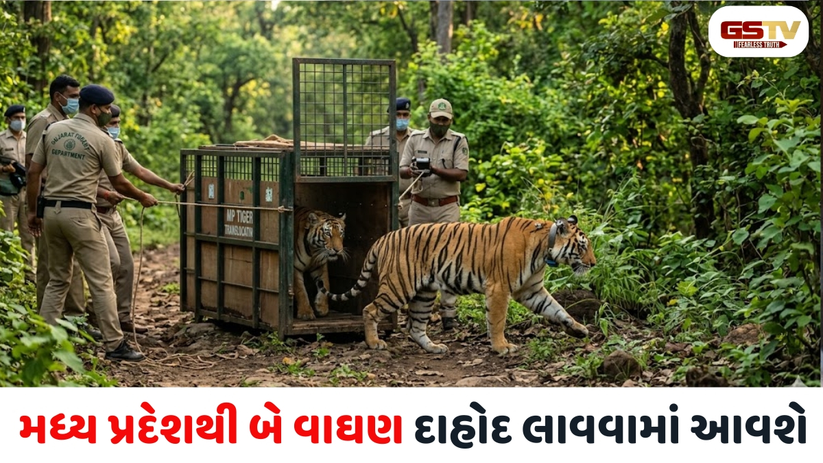 VIDEO: ગુજરાતના વન્યજીવ પ્રેમીઓ માટે ખુશીના સમાચાર, વાઘનો વંશવેલો વધારવા માટે MPથી બે વાઘણ દાહોદના જંગલમાં છોડાશે