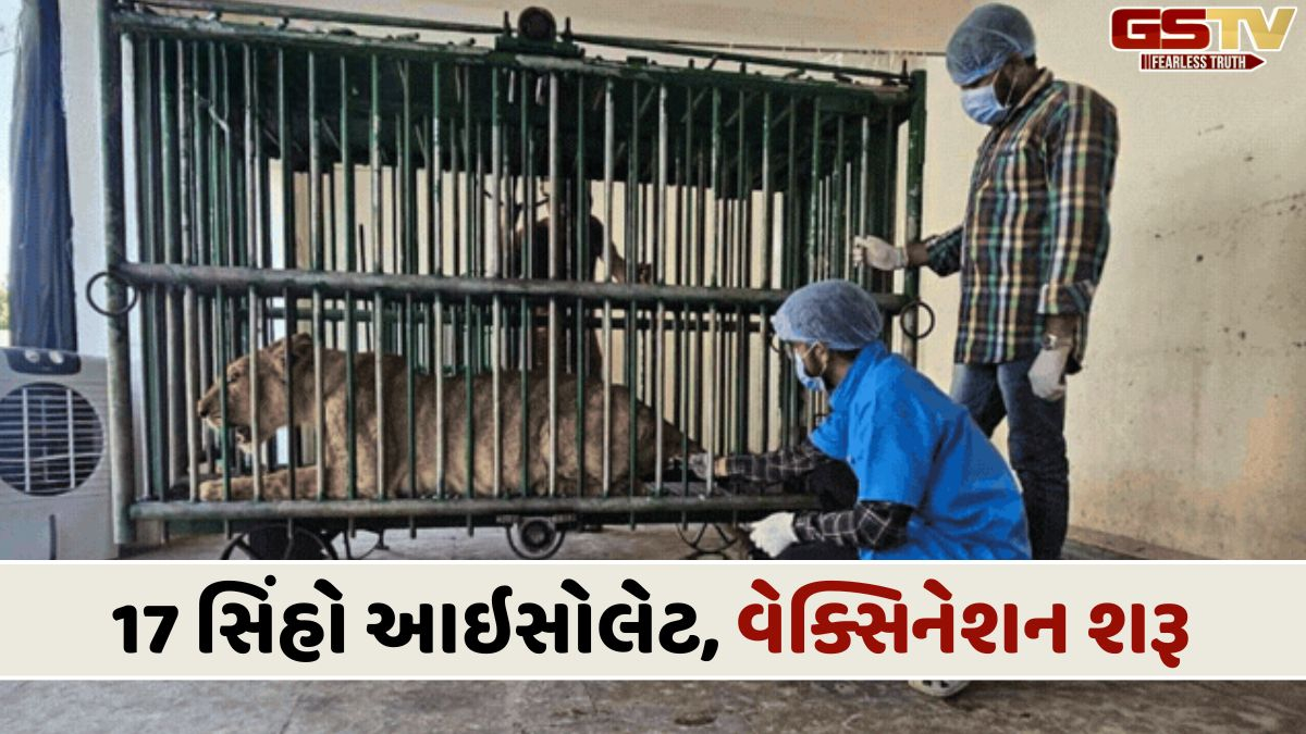 એશિયાટિક સિંહોના ગઢ ગીરના જંગલમાંથી ચિંતાજનક સમાચાર, કેનાઇન ડિસ્ટેમ્પર વાયરસને લઈ 17 સિંહો આઇસોલેટ કરાયા