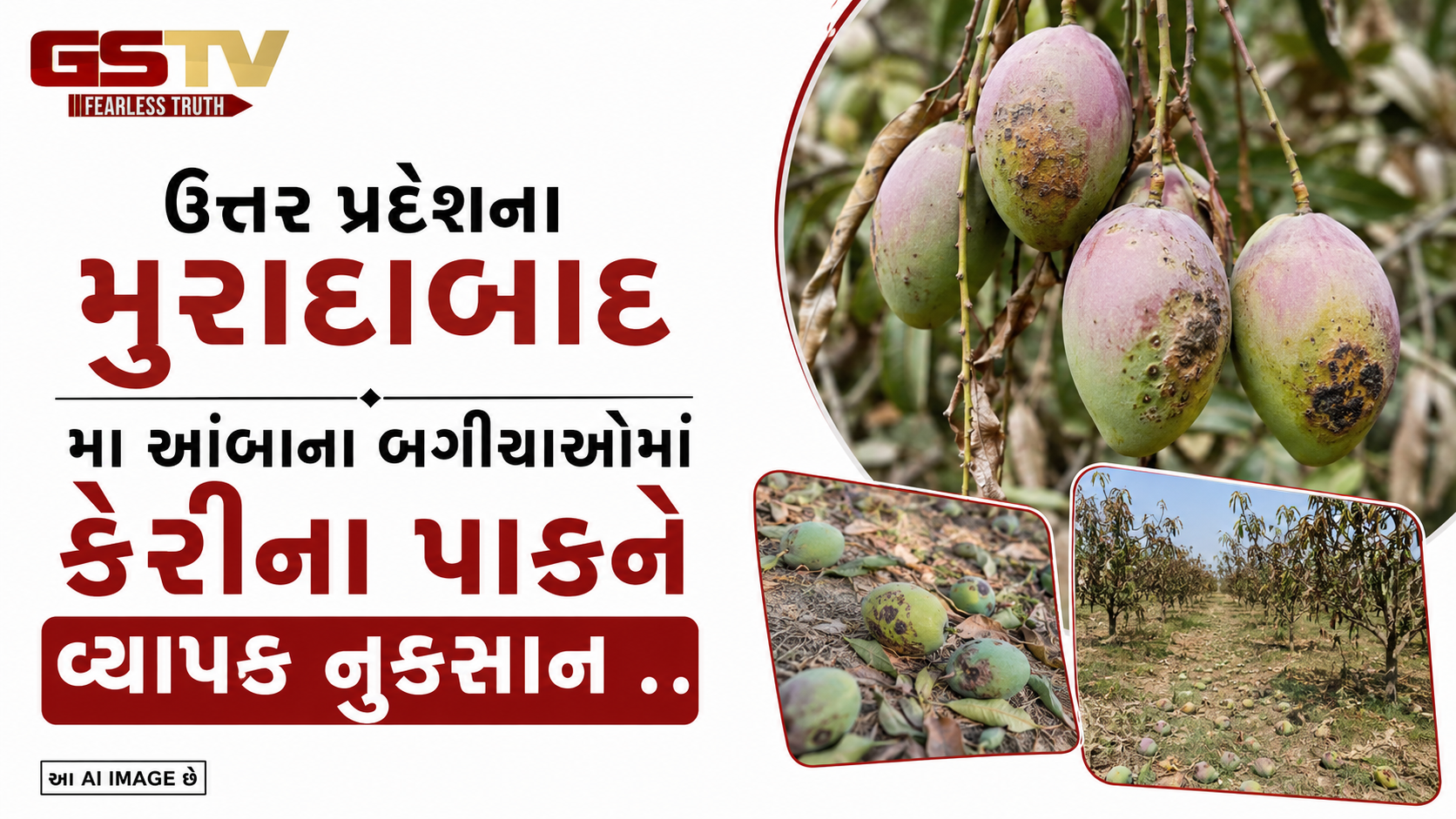 VIDEO:ઉત્તર પ્રદેશના મુરાદાબાદ મા આંબાના બગીચાઓમાં કેરીના પાકને વ્યાપક નુકસાન