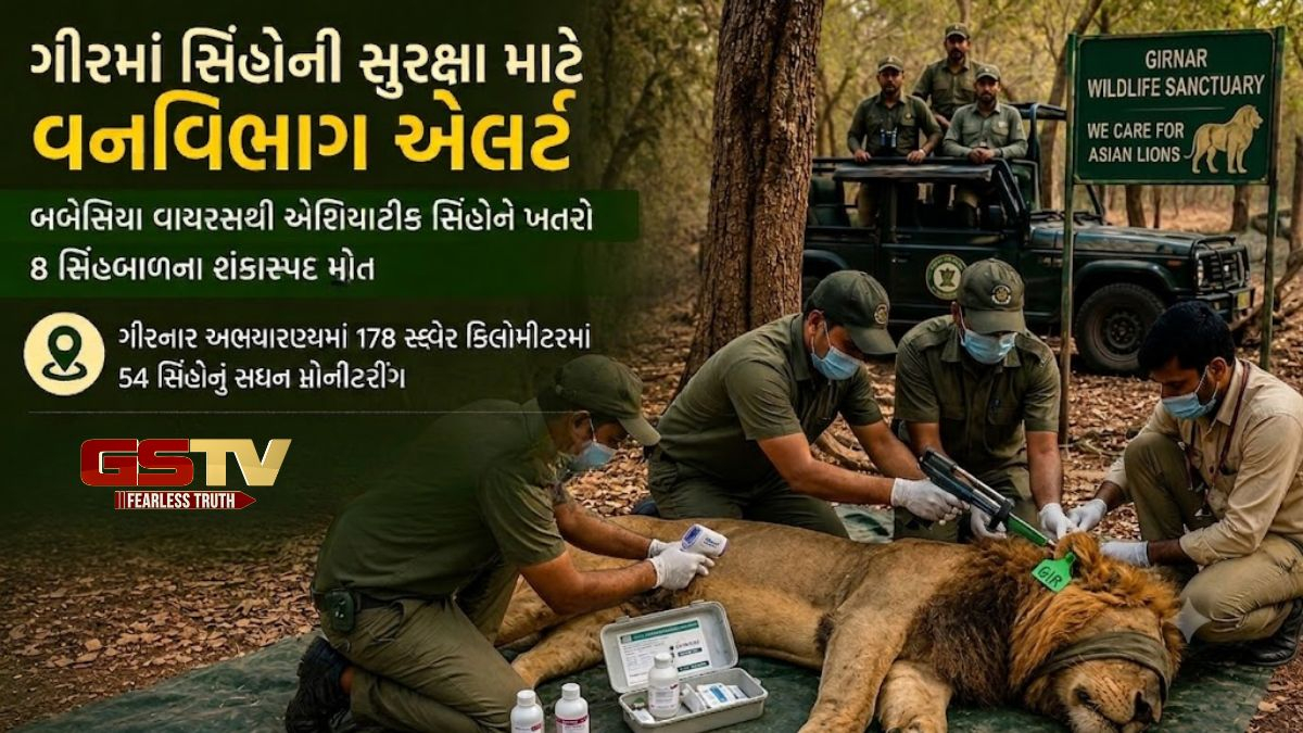 VIDEO: જુનાગઢમાં 54 સિંહોનું કરાયું મોનિટરિંગ, સાવજોના શંકાસ્પદ મોતને લઈ વન વિભાગ સજ્જ