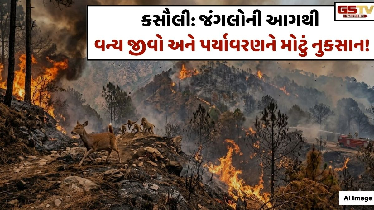 VIDEO: ANDAR NI VAAT/ કસૌલીમાં લાખો વૃક્ષો બળીને ખાખ! પ્રકૃતિ, પર્યાવરણ અને ભવિષ્ય સામે મોટું સંકટ