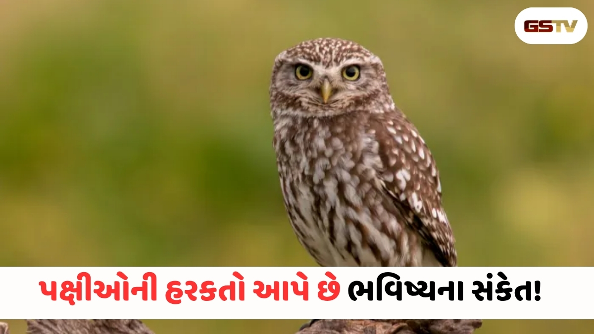 Religion : ઘરમાં ઘુવડનું આગમન શુભ છે કે અશુભ? કયા પક્ષીઓ જોવાના સંકેતો શું છે?