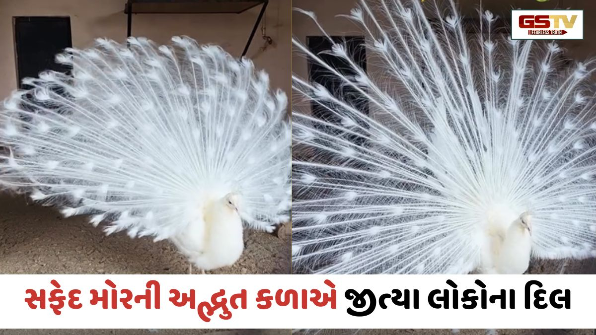 VIRAL VIDEO: જુઓ બરફ જેવા સફેદ મોરનો આ દુર્લભ નજારો, રાષ્ટ્રીય પક્ષીની સુંદરતાએ જીત્યા દિલ
