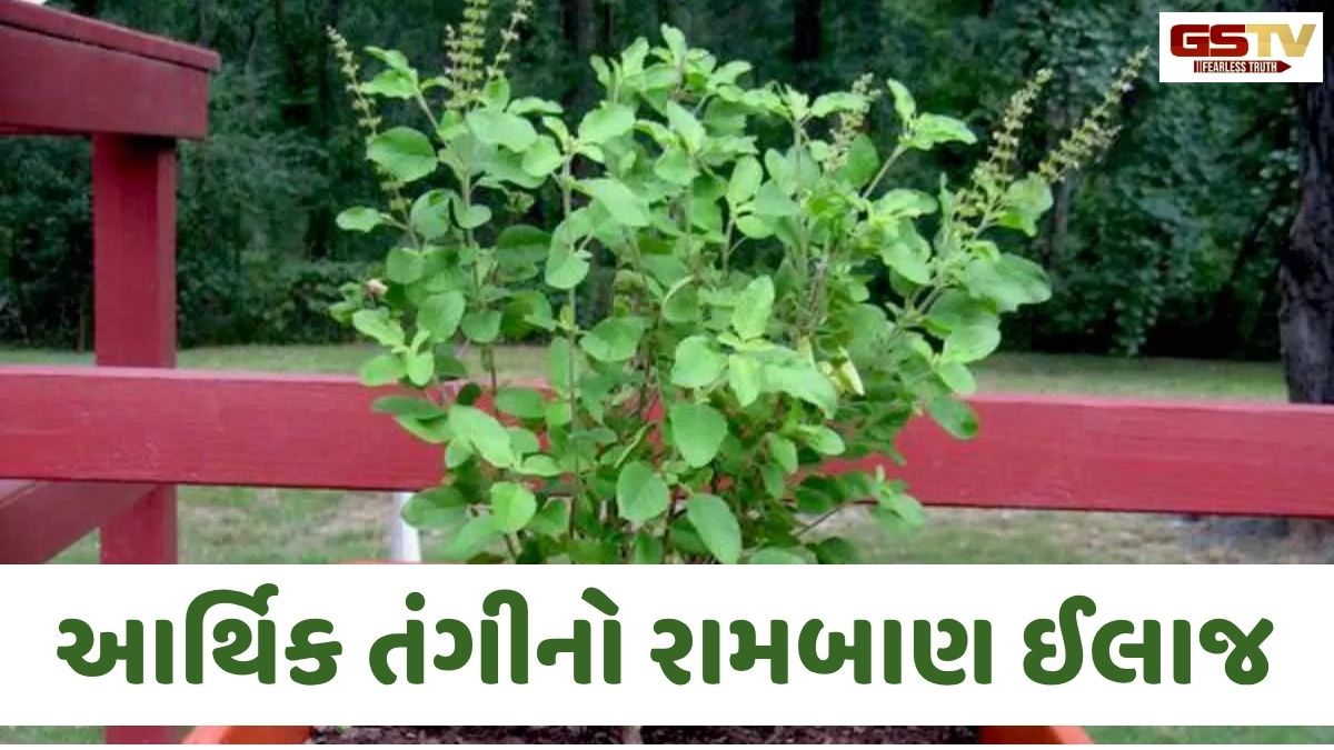 Religion: આર્થિક સમૃદ્ધિ અને ધન લાભ માટે અજમાવો તુલસીના આ ઉપાય