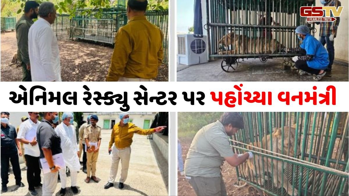VIDEO: સાવજોના મોત મામલે વનમંત્રીએ એનિમલ કેર સેન્ટરોનું કર્યું નિરીક્ષણ, ઉચ્ચ વન સંરક્ષકો સાથે યોજી બેઠક