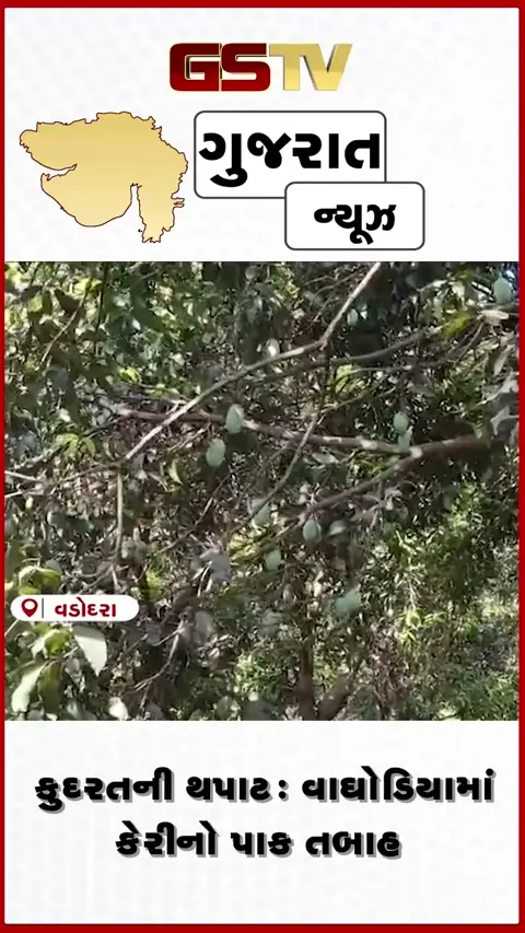 VIDEO/ વાઘોડિયામાં કમોસમી વરસાદની થપાટ: કેરીના પાકને ભારે નુકસાન