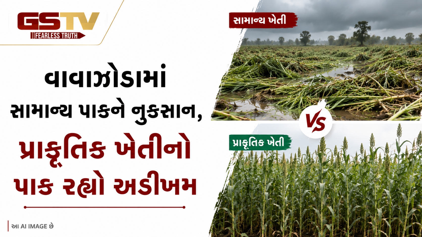 VIDEO:વાવાઝોડામાં સામાન્ય પાકને નુકસાન, પ્રાકૃતિક ખેતીનો પાક રહ્યો અડીખમ