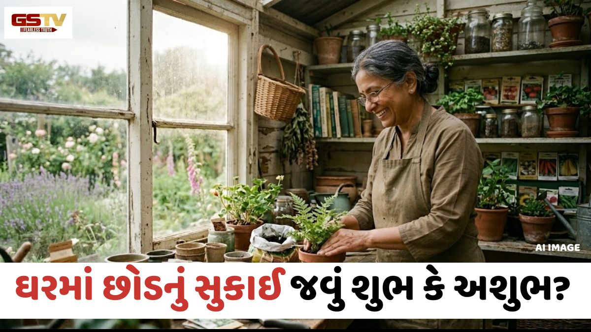 ઘરમાં છોડનું સુકાઈ જવું એ માત્ર કાળજીનો અભાવ નથી, વાસ્તુ અનુસાર હોઈ શકે છે આ મોટો સંકેત