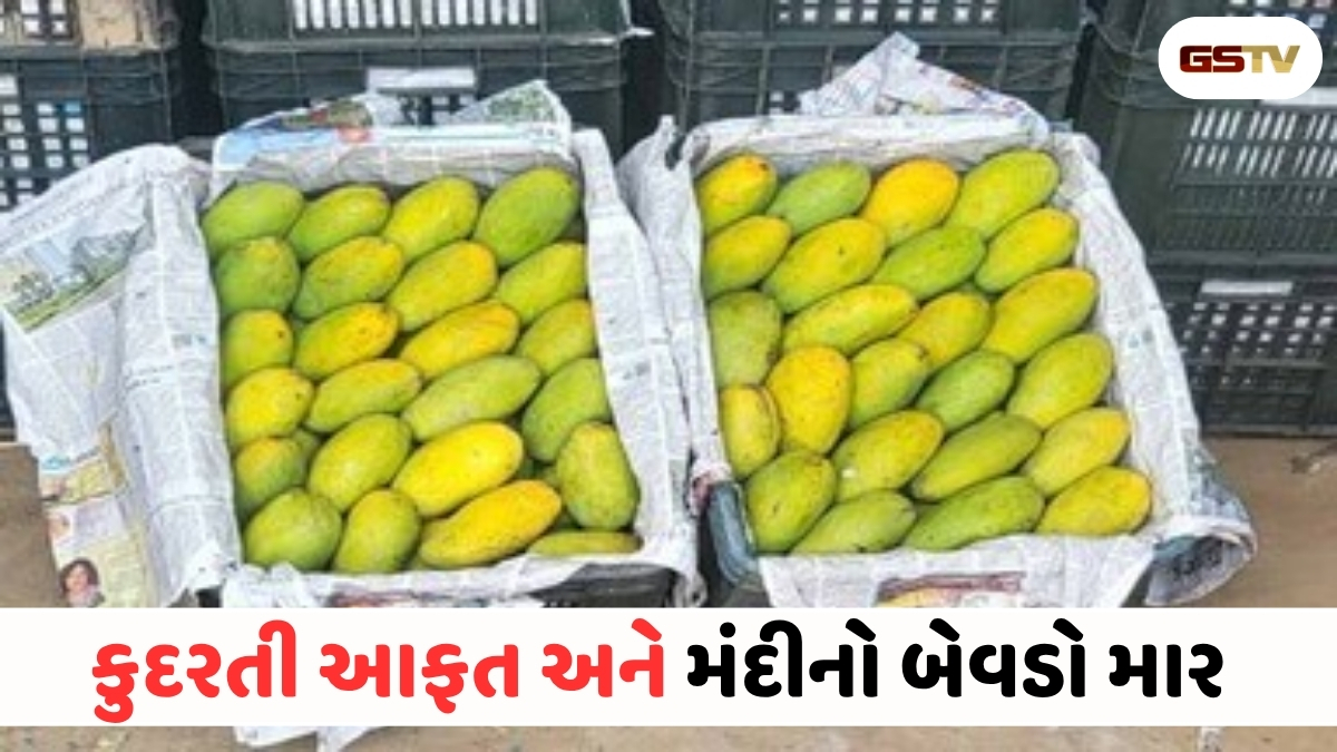 VIDEO : ANDARNI VAAT/ કેરીનો રેકોર્ડતોડ પાક પણ ખેડૂતો દેવાના ડુંગર નીચે! આંબાના વૃક્ષો કાપી નાખવાની આવી મજબૂરી