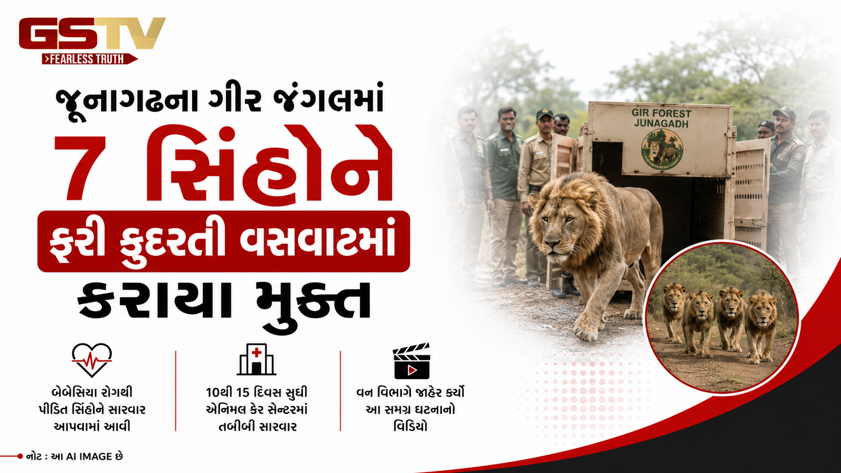 VIDEO: ગીરમાં સ્વસ્થ થયેલા સાત સિંહોને ફરી જંગલામાં મુક્ત કરાયા, વીડિયો જોઈ ખુશ થશે વન્યજીવ પ્રેમીઓ