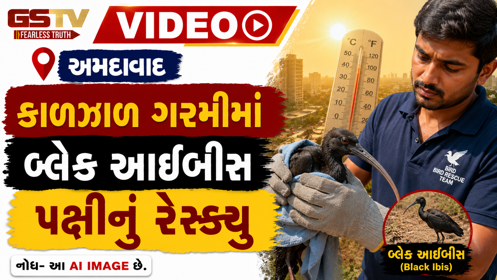 VIDEO: અમદાવાદ / કાળઝાળ ગરમીમાં બ્લેક આઈબીસ પક્ષીનું રેસ્ક્યુ