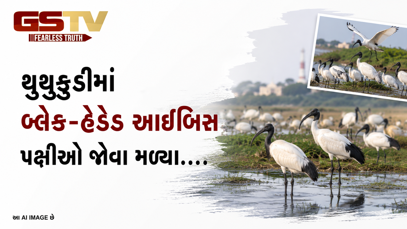 VIDEO:થૂથુકુડીમાં બ્લેક-હેડેડ આઇબિસ પક્ષીઓ જોવા મળ્યા